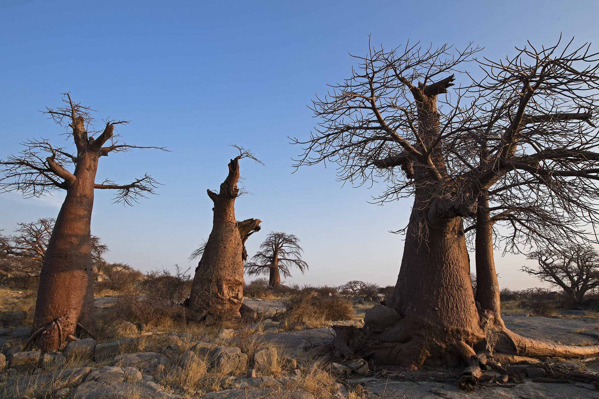 Baobabwald auf Kubu Island, Botswana